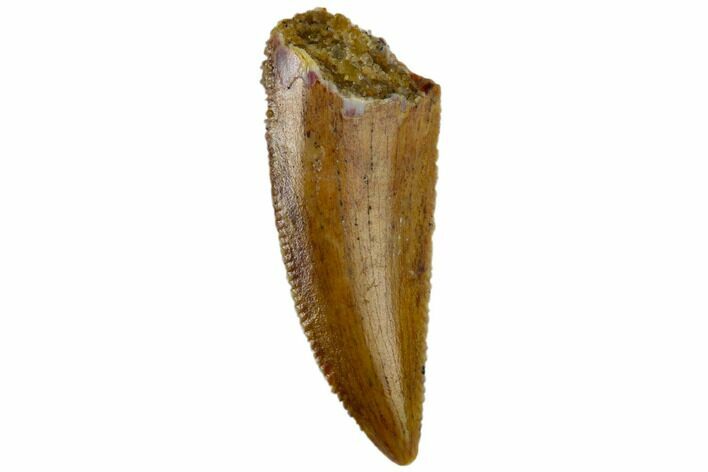 Serrated, Raptor Tooth - Beautiful Tooth #115856